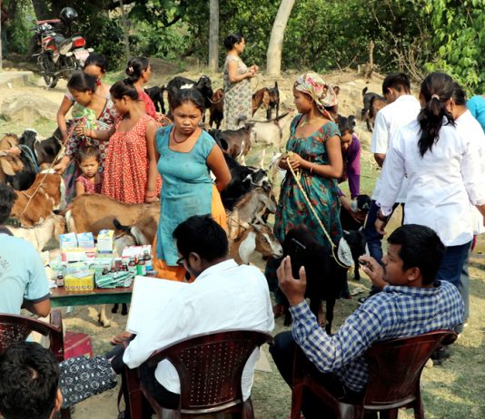 भुल्केमा निःशुल्क पशु स्वास्थ्य शिविर