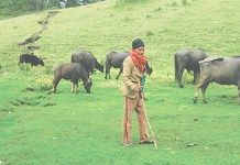 पशुपंछीको तथ्याङ्क सङ्कलन गर्दै दार्मा गाउँपालिका