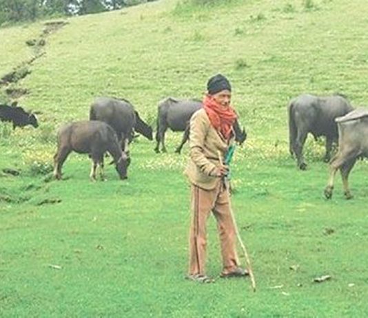 पशुपंछीको तथ्याङ्क सङ्कलन गर्दै दार्मा गाउँपालिका