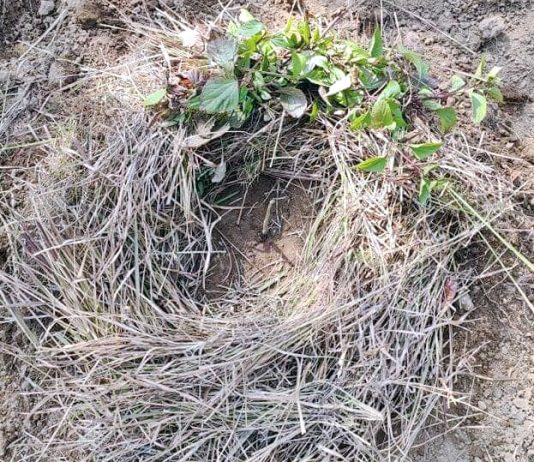 मालिकामा रोपियो १२ सय ओखरका बिरुवा