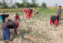 राप्तीका कृषकहरु सामूहिक खेतीमा