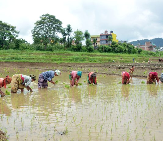 असार १५ : धान दिवस र दही चिउरा खाने सांस्कृतिक पर्व आज मनाइँदै