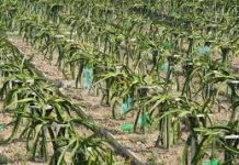 दाङमा ड्रागन फ्रुट उत्पादकहरूको पहिलो भेला