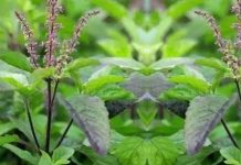 आज वैदिक सनातन धर्मावलम्बीले घरघरमा तुलसीको दल राख्दै