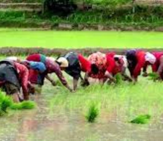 दाङमा ९० प्रतिशत धान रोपाइ सम्पन्न, सिँचाइ नपुगेका क्षेत्र बाँकी