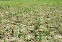 मधेशमा खडेरी परेको भन्दै विशेष वैकल्पिक व्यवस्था गर्न सांसदहरुको माग