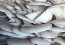 विषालु च्याउले दुई बालबालिकाको ज्यान लियो