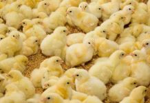 एक हप्ताका लागि ब्रोइलर र कोइलर कुखुराको चल्ला उत्पादन र बिक्री बन्द