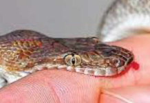 दाङमा सर्पको टोकाइबाट एक शिक्षकको मृत्यु