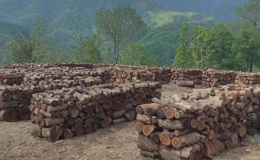 दाङमा काठ लक्ष्यभन्दा बढी उत्पादन
