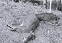 अज्ञात रोगबाट हुम्लाकाे चरीगाउँका पशुचौपाया मरे