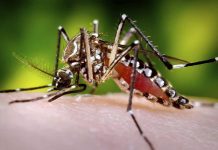 डेङ्गी सङ्क्रमण ७४ जिल्लामा फैलियो, २ जनाले ज्यान गुमाए प्रतीकात्मक तस्वीर