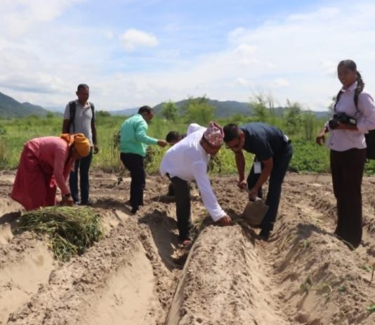 राप्ती गाउँपालिकामा सामूहिक सखरखण्ड खेती सुरु, कृषक आत्मनिर्भरतातर्फ