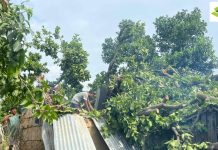 दाङमा घरमाथि सालको रूख ढली, दुई घर प्रभावित