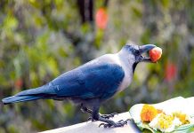 आज काग तिहार मनाइदै